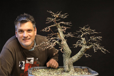 Gyertyán bonsai elindítása