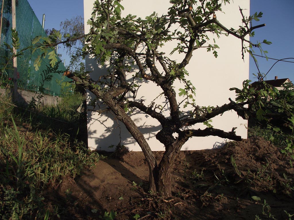 galagonya bonsai növendék