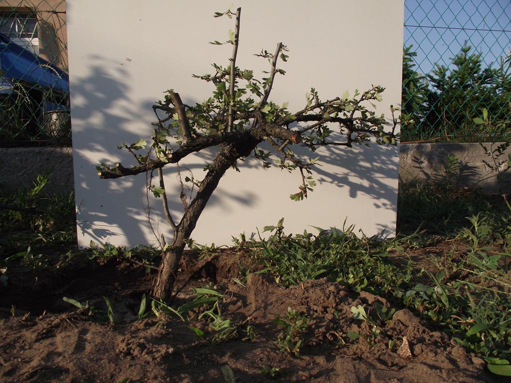 galagonya bonsai növendék2