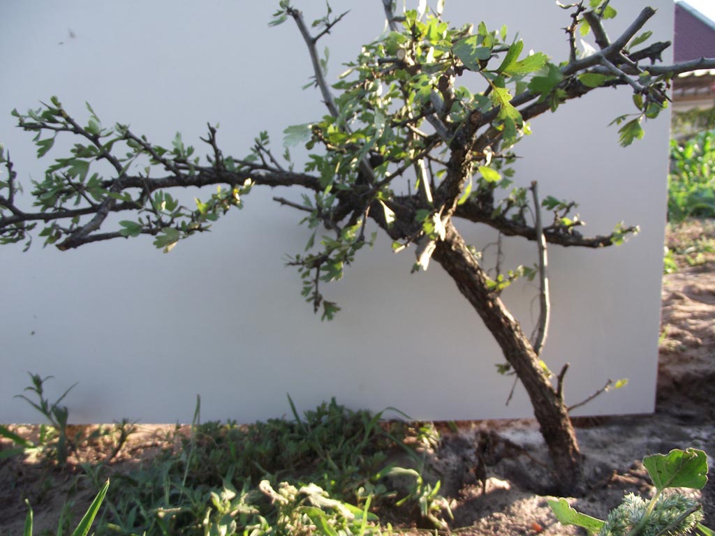galagonya bonsai yamadori 2