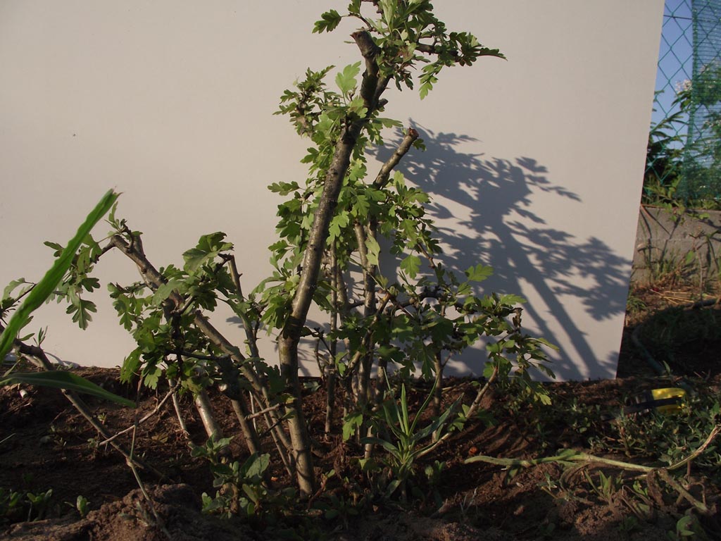 galagonya bonsai yamadori 4