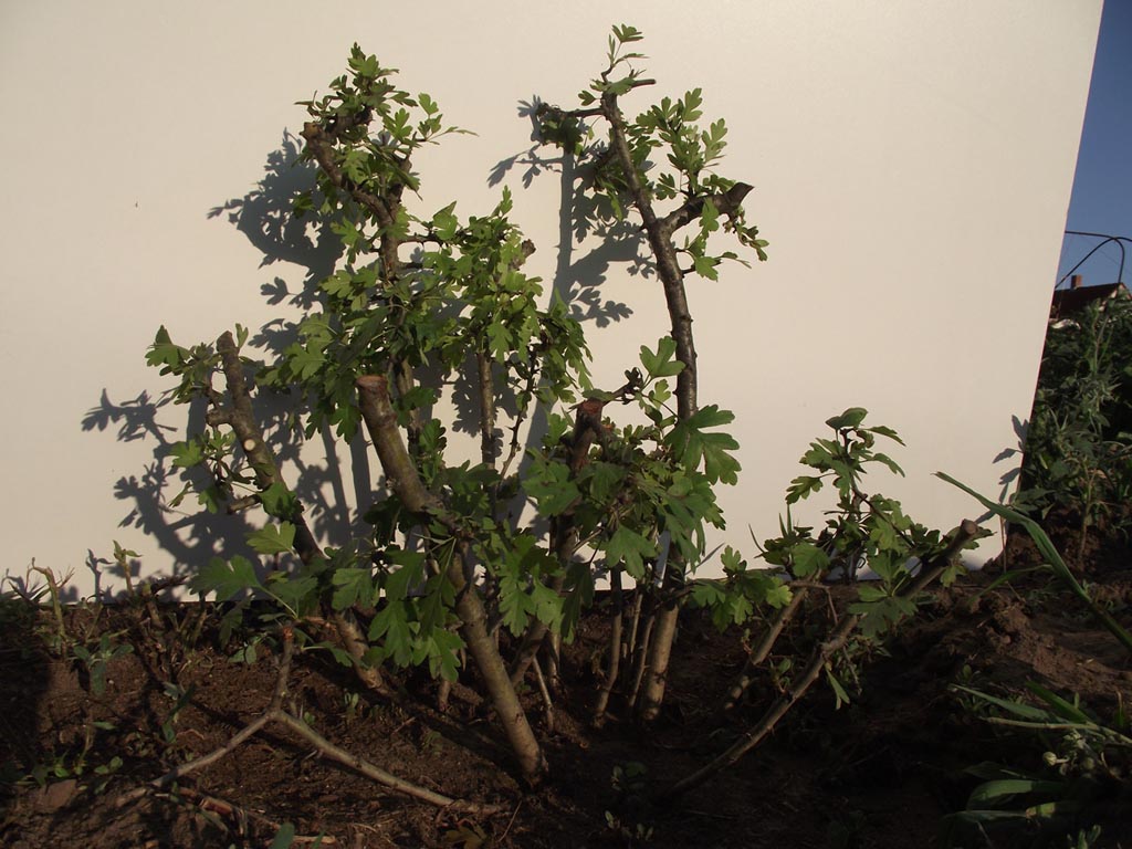 galagonya bonsai erdő