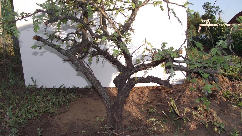galagonya bonsai yamadori csavarodó törzs