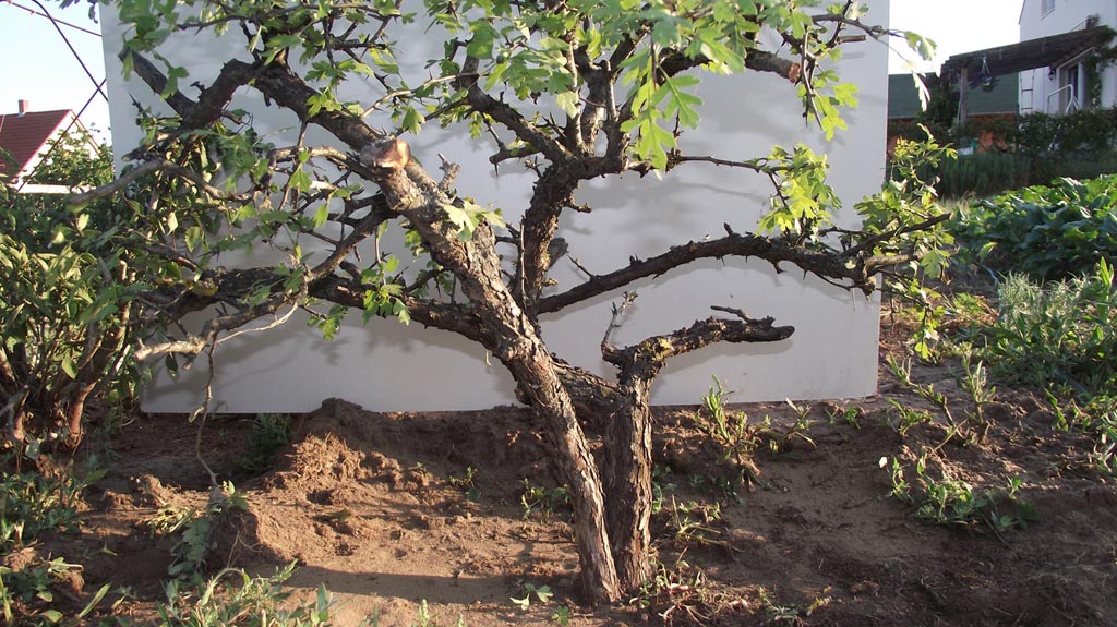galagonya bonsai yamadori csavarodó törzs 2