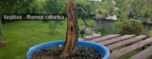 Varjútövis bonsai - Rhamnus cathartica
