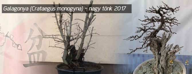 Galagonya (Crataegus monogyna) - A nagy tönk 2017 január