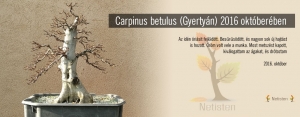 Carpinus betulus - FEN-nek hívom
